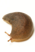 Laevicaulis alte semiadult